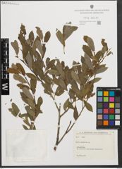 Foto von Salix purpurea L.